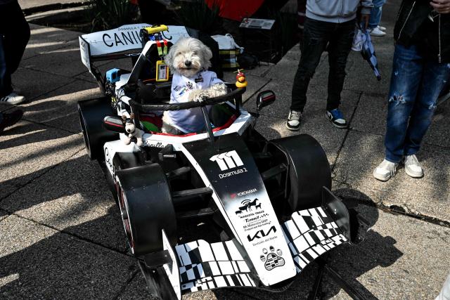 A dog named Tammy is pictured inside a model of a Cadillac F1 car during an exhibition at Reforma avenue ahead of the Mexican Formula 1 Grand Prix in Mexico City, on October 28, 2026. (Photo by Yuri CORTEZ / AFP)
