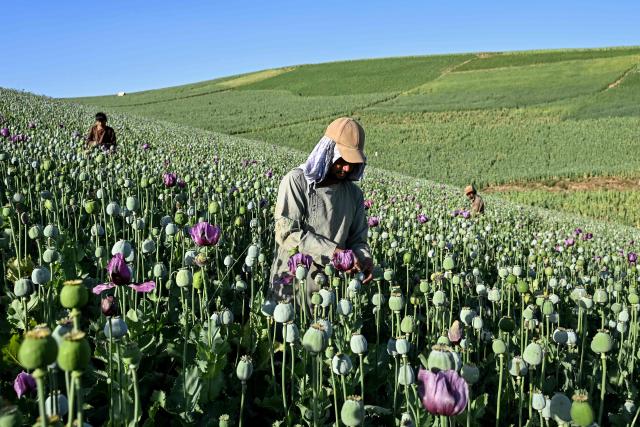 TOPSHOT - This photograph taken on June 15, 2026 shows Afghan farmers harvesting sap from poppies in a field in Badakhshan province. Opium poppy cultivation in Afghanistan more than quadrupled in 2026 despite a Taliban government ban, the United Nations said on October 29, urging that impoverished farmers need alternatives to the lucrative crop. (Photo by AFP)