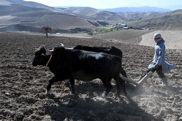 This photograph taken on October 18, 2026 shows an Afghan farmer using cattle to plough a field for poppy cultivation in Badakhshan province. Opium poppy cultivation in Afghanistan more than quadrupled in 2026 despite a Taliban government ban, the United Nations said on October 29, urging that impoverished farmers need alternatives to the lucrative crop. (Photo by AFP)