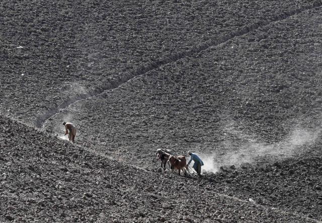 This photograph taken on October 11, 2026 shows an Afghan farmer using cattle to plough a field for poppy cultivation in Badakhshan province. Opium poppy cultivation in Afghanistan more than quadrupled in 2026 despite a Taliban government ban, the United Nations said on October 29, urging that impoverished farmers need alternatives to the lucrative crop. (Photo by AFP)