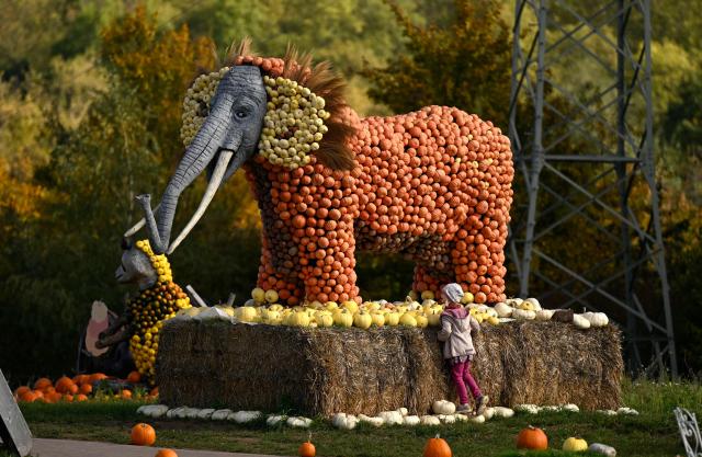 A girl stands at an exhibit depicting an elephant at a pumpkin exhibition around the theme of tropical jungle at the Krewelshof farm near Mechernich, western Germany, on October 29, 2026. (Photo by Ina FASSBENDER / AFP)