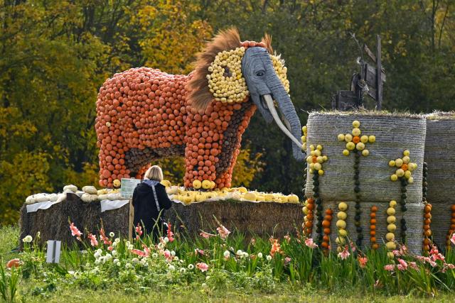 A visitor takes a photo of an exhibit depicting an elephant at a pumpkin exhibition around the theme of tropical jungle at the Krewelshof farm near Mechernich, western Germany, on October 29, 2026. (Photo by Ina FASSBENDER / AFP)