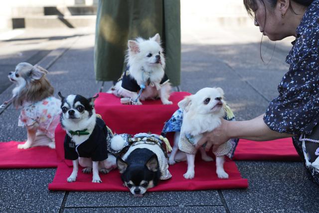 A woman helps her dogs dressed in kimonos to pose at Ichigaya Kamegaoka Hachimangu Shrine in Tokyo on October 31, 2026. (Photo by Atish PATEL / AFP)