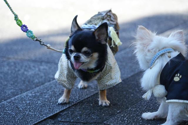 Dogs dressed in kimonos pose at Ichigaya Kamegaoka Hachimangu Shrine in Tokyo on October 31, 2026. (Photo by Atish PATEL / AFP)