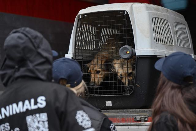 Volunteers unload dogs from the Russian-controlled city of Oleshky that evacuated residents have taken with them during a humanitarian mission at an undisclosed location in Ukraine on October 31, 2026, amid the Russian invasion of Ukraine. Residents of the Russian-controlled city of Oleshky, ravaged by years of war, arrived in Ukraine on October 31, 2026 after being evacuated via Belarus during a rare truce brokered by US First Lady Melania Trump. (Photo by Genya SAVILOV / AFP)