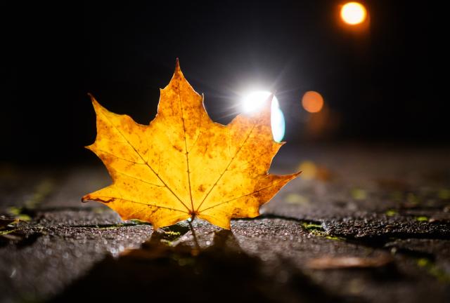 21 October 2024, Lower Saxony, Laatzen: An autumnal leaf glows in the backlight of a car headlight in the Hanover region. Photo: Julian Stratenschulte/dpa