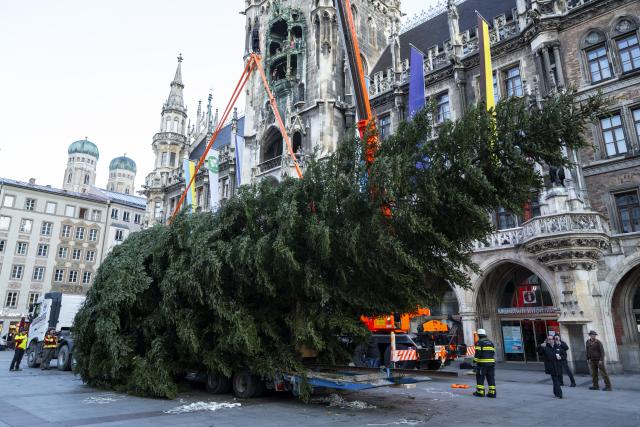 06 November 2024, Bavaria, Munich: Helpers from the Antdorf fire department and the Munich professional fire department erect the Christmas tree on Marienplatz using a crane. This year's Christmas tree is a coastal fir, 23 meters high and was donated by the municipality of Antdorf. Photo: Lennart Preiss/dpa