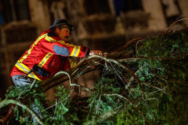 06 November 2024, Bavaria, Munich: A helper from the Antdorf fire department prepares the Christmas tree for erection on Marienplatz. This year's Christmas tree is a coastal fir, 23 meters high and was donated by the municipality of Antdorf. Photo: Lennart Preiss/dpa