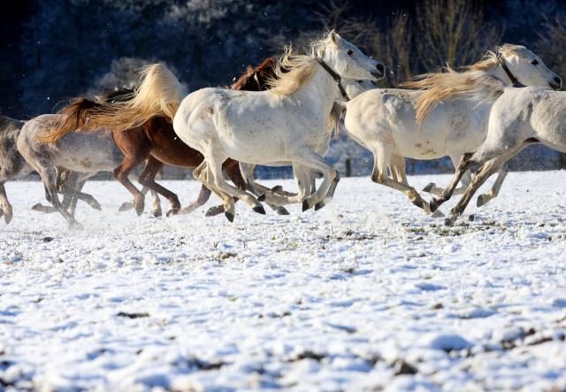 26 December 2024, Baden-Württemberg, Gomadingen: Arabian mares gallop through the snow in the sunshine at the Main and State Stud Marbach on the Swabian Alb. Photo: Thomas Warnack/dpa