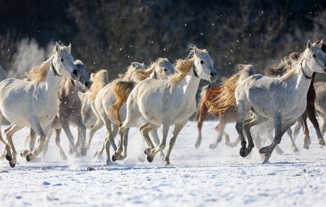 26 December 2024, Baden-Württemberg, Gomadingen: Arabian mares gallop through the snow in the sunshine at the Main and State Stud Marbach on the Swabian Alb. Photo: Thomas Warnack/dpa