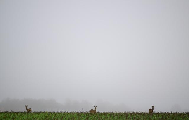 26 December 2024, Lower Saxony, Allenbostel: Deer standing in a field in the drizzle as the fog covers the sky behind them. Photo: Philipp Schulze/dpa