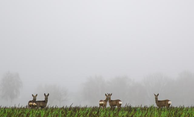 26 December 2024, Lower Saxony, Allenbostel: Deer standing in a field in the drizzle as the fog covers the sky behind them. Photo: Philipp Schulze/dpa