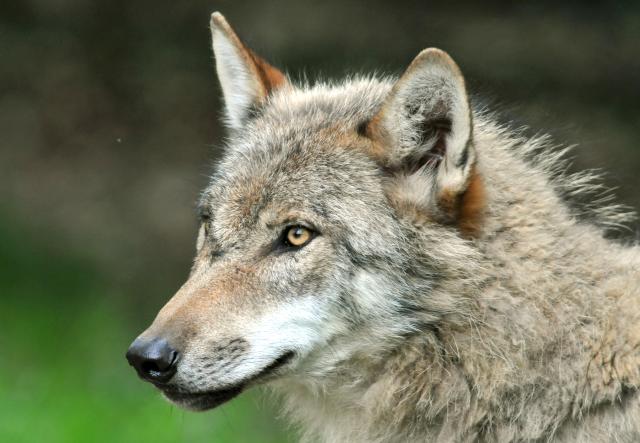 FILED - 26 May 2009, Sababurg: A wolf stands in the zoo in Sababurg. The hunting of wolves will again be permitted in Sweden over the next few weeks in a bid to cull the predators' numbers in certain parts of the country. Photo: picture alliance / dpa