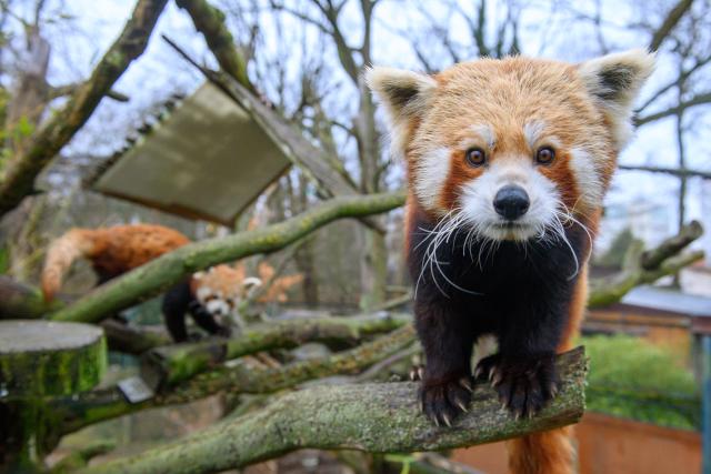 15 January 2025, Saxony-Anhalt, Magdeburg: Red panda "Brian" sits on a tree trunk while the female red panda "Nami" is climbing a tree in their outdoor enclosure at Magdeburg Zoo. Nami joined the male at the end of December 2024 as the Magdeburg Zoo is involved with the animals in the European Ex-situ Conservation Breeding Program (EEPs). Photo: Klaus-Dietmar Gabbert/dpa