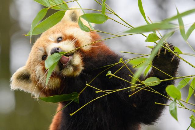 15 January 2025, Saxony-Anhalt, Magdeburg: Female red panda "Nami" sits on a tree trunk in its outdoor enclosure at Magdeburg Zoo. Nami joined the male at the end of December 2024 as the Magdeburg Zoo is involved with the animals in the European Ex-situ Conservation Breeding Program (EEPs). Photo: Klaus-Dietmar Gabbert/dpa