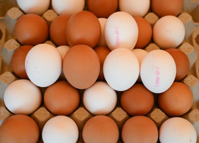 PRODUCTION - 12 March 2025, Hesse, Frankfurt/Main: Fresh white and brown free-range eggs are for sale at a market stall at the weekly market in the Bornheim district. Eggs' prices continue to jump higher as Easter approaches. Photo: Arne Dedert/dpa