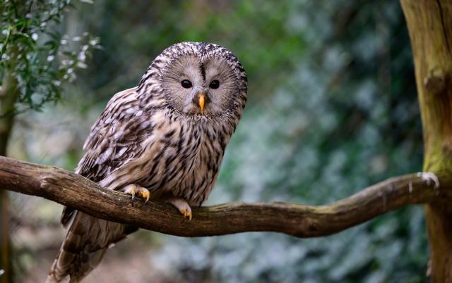 13 March 2025, Lower Saxony, Walsrode: An Ural owl sits on a branch in the Weltvogelpark Walsrode. The Weltvogelpark Walsrode opens its doors at the weekend and heralds the arrival of spring. Photo: Philipp Schulze/dpa