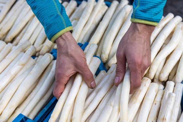 FILED - 12 April 2025, Brandenburg, Cottbus: A man grabs asparagus spears at a stall at a weekly market.  Young Germans are increasingly turning their noses up at one of the country's most beloved seasonal delicacies: asparagus. Photo: Frank Hammerschmidt/dpa