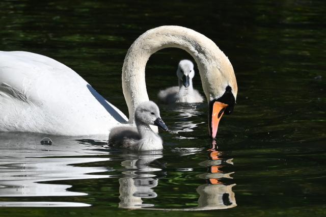 12 May 2025, Bavaria, Munich: Two swan chicks swim with their mother on the Eisbach in the English Garden. Photo: Katrin Requadt/dpa