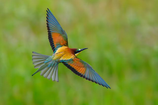 29 May 2025, Brandenburg, Seelow: A bee-eater (Merops apiaster) glides across a meadow in the early morning. The iridescent birds have returned to their breeding grounds from their wintering grounds in Africa. Bee-eaters are unmistakable among native birds due to their colorful plumage. They love warmth and are therefore considered to benefit from climate change. Photo: Patrick Pleul/dpa