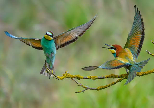 29 May 2025, Brandenburg, Seelow: Two bee-eaters (Merops apiaster) fight over a perch on a branch in the early morning. The iridescent birds have returned to their breeding grounds from their wintering grounds in Africa. Bee-eaters are unmistakable among native birds due to their colorful plumage. They love warmth and are therefore considered to benefit from climate change. Photo: Patrick Pleul/dpa