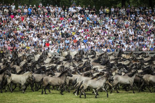 31 May 2025, North Rhine-Westphalia, Duelmen: The complete herd in the wild horse arena in front of the spectators during the traditional capture of wild horses in the Merfelder Bruch. Photo: Christoph Reichwein/dpa