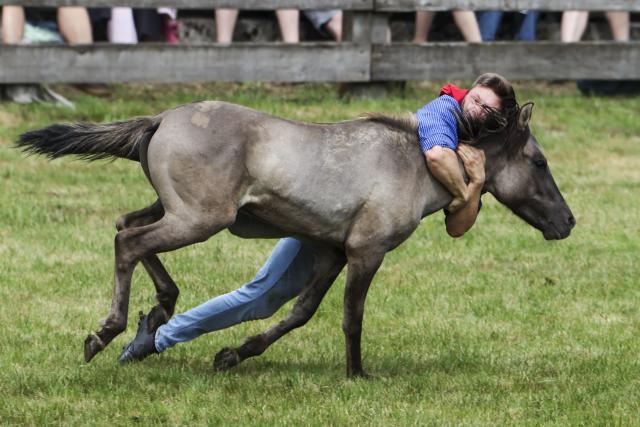 31 May 2025, North Rhine-Westphalia, Duelmen: A catcher has grabbed a colt by the neck and is trying to catch him during the traditional capture of wild horses in the Merfelder Bruch. Photo: Christoph Reichwein/dpa