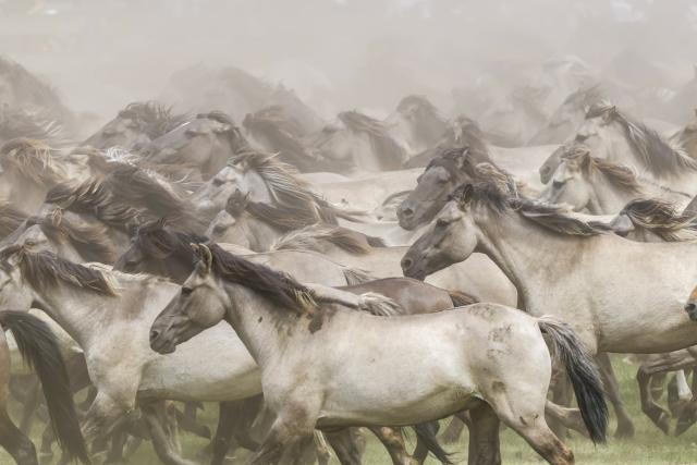 31 May 2025, North Rhine-Westphalia, Duelmen: The wild horses run into the arena during the traditional capture of wild horses in the Merfelder Bruch. Photo: Christoph Reichwein/dpa