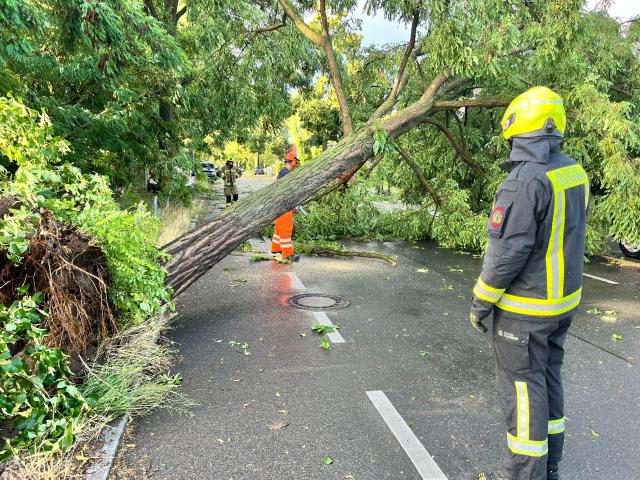 26 June 2025, Berlin: Firefighters clear a road blocked by a tree that was uprooted during heavy gusts of wind. Photo: Jens Dudziak/dpa