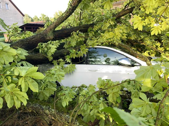 26 June 2025, Berlin: A tree uprooted by strong winds lies atop a car in Berlin's Heiligensee district. Photo: Jens Dudziak/dpa