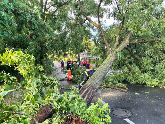 26 June 2025, Berlin: Firefighters clear a road blocked by a tree that was uprooted during heavy gusts of wind. Photo: Jens Dudziak/dpa
