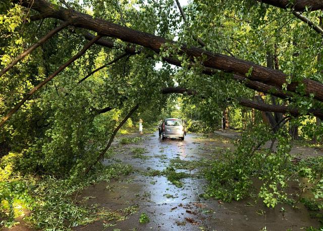 26 June 2025, Berlin: Uprooted trees block a road in Berlin's Heiligensee district after heavy gusts of wind swept through the area. Photo: Jens Dudziak/dpa