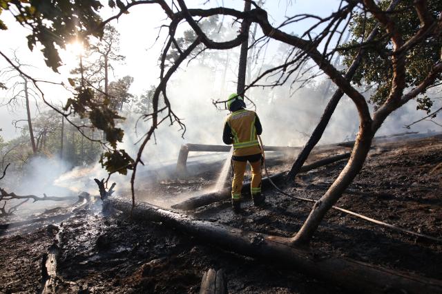 01 July 2025, Saxony-Anhalt, Thale: Firefighters work to extinguish a fire are in the Harz Mountains near Thale. Around 150 emergency services from Thale and the Harz region are currently on site to extinguish the fire, according to the integrated control center in the Harz district. Photo: Matthias Bein/dpa