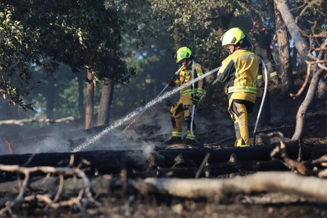 01 July 2025, Saxony-Anhalt, Thale: Firefighters work to extinguish a fire are in the Harz Mountains near Thale. Around 150 emergency services from Thale and the Harz region are currently on site to extinguish the fire, according to the integrated control center in the Harz district. Photo: Matthias Bein/dpa