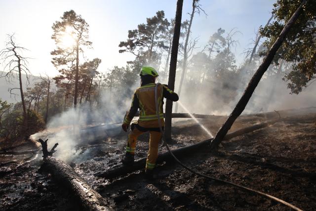 01 July 2025, Saxony-Anhalt, Thale: Firefighters work to extinguish a fire are in the Harz Mountains near Thale. Around 150 emergency services from Thale and the Harz region are currently on site to extinguish the fire, according to the integrated control center in the Harz district. Photo: Matthias Bein/dpa