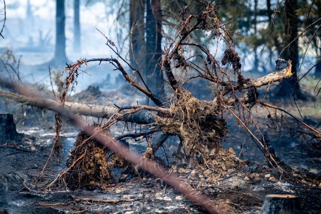 03 July 2025, Thuringia, Reichmannsdorf: A tree root lies in a burnt section of forest on the Saalfelder Hoehe in Thuringia. A disaster alert has been issued due to the forest fire in the Saalfeld-Rudolstadt district. The fire-fighting work continues. Photo: Jacob Schröter/dpa