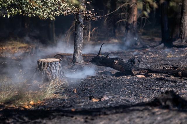 04 July 2025, Thuringia, Goesseldorf: Charred trees stand on the scorched forest floor after a fire in a section of the Saalfelder Hoehe forest. The large-scale blaze remained uncontained by evening. Photo: Jacob Schröter/dpa