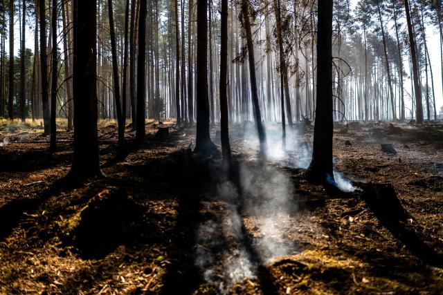 04 July 2025, Thuringia, Goesseldorf: Charred trees stand on the scorched forest floor after a fire in a section of the Saalfelder Hoehe forest. The large-scale blaze remained uncontained by evening. Photo: Jacob Schröter/dpa