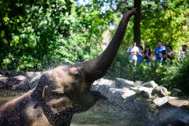 30 June 2025, Berlin: Elephant Pang Pha enjoys a cold shower at Berlin Zoo. Photo: Bernd von Jutrczenka/dpa