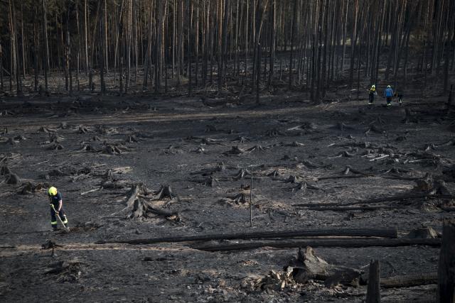 05 July 2025, Thuringia, Reichmannsdorf: Firefighters search for and extinguish pockets of embers while battling the forest fire on the Saalfelder Hoehe. Photo: Daniel Vogl/dpa