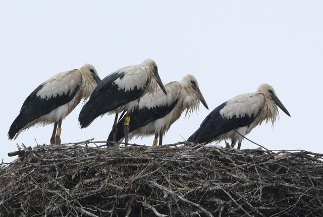 12 July 2025, Saxony, Schönwölkau: Young storks on their nest in northern Saxony. The weekend in northern and eastern Germany is dominated by rainy weather. Photo: Sebastian Willnow/dpa