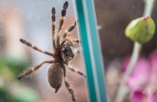 FILED - 12 July 2018, Baden-Wuerttemberg, Pfedelbach: A tarantula is seen eating a grasshopper. German customs authorities have found some 1,500 tarantulas concealed within biscuit packaging at Cologne/Bonn Airport during a seizure that took place about three weeks ago. Photo: Sebastian Gollnow/dpa