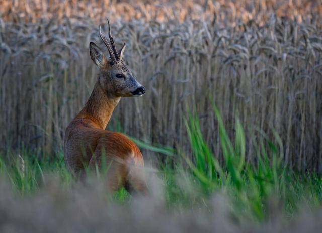 15 July 2025, Brandenburg, Lindendorf: A roebuck stands shortly before sunset, in a field of grain in the Oderbruch region of eastern Brandenburg. Photo: Patrick Pleul/dpa