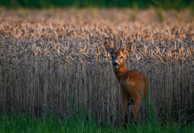 15 July 2025, Brandenburg, Lindendorf: A roebuck stands shortly before sunset, in a field of grain in the Oderbruch region of eastern Brandenburg. Photo: Patrick Pleul/dpa