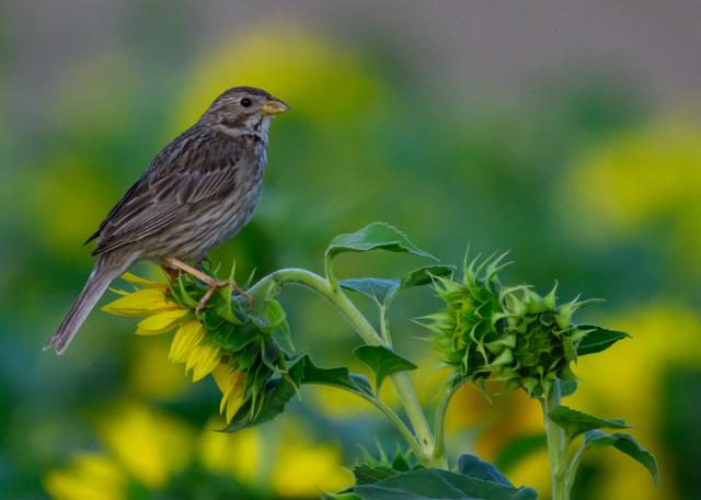 15 July 2025, Brandenburg, Lindendorf: A corn bunting stands on a sunflower in a field in the Oderbruch in eastern Brandenburg. Photo: Patrick Pleul/dpa