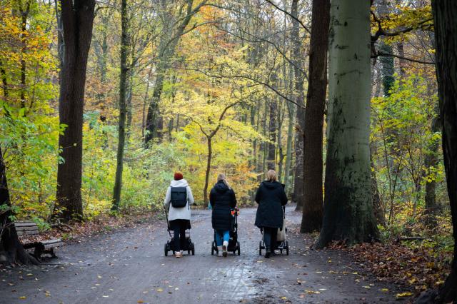 FILED - 15 November 2024, Lower Saxony, Hanover: Three women take a walk with baby carriages in the Eilenriede city forest, surrounded by trees in autumnal colors in cloudy weather. The average number of children born to women in Germany has continued to fall, with the Federal Statistical Office reporting on Thursday that the birth rate was 1.35 last year, or 2% lower than in the previous year. Photo: Alicia Windzio/dpa