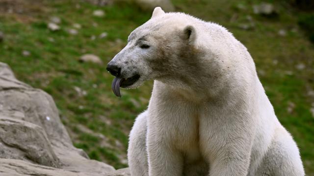 FILED - 27 March 2025, Mecklenburg-Western Pomerania, Rostock: Polar bear Skadi sits on a stone at Rostock Zoo. Photo: Philipp Dulian/dpa