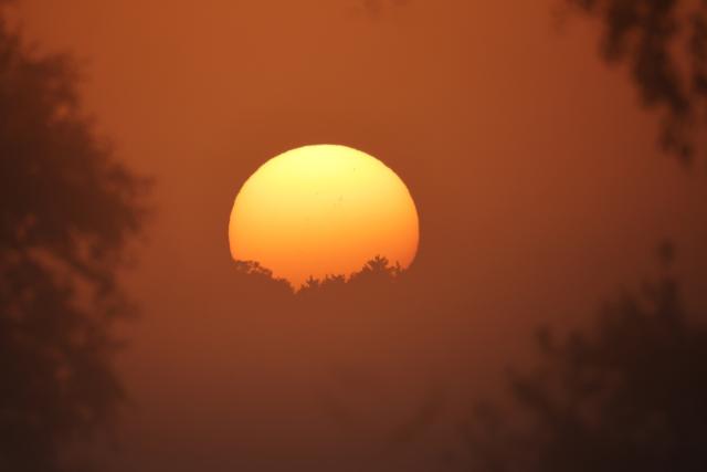 12 August 2025, Baden-Württemberg, Oggelshausen: The sun rises behind trees in the morning Photo: Thomas Warnack/dpa