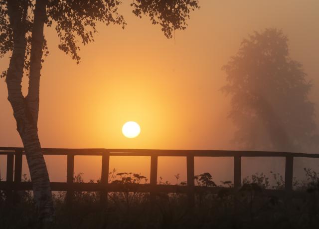 12 August 2025, Baden-Württemberg, Oggelshausen: The rising sun tints the fog behind a wooden walkway a soft yellowish hue. Photo: Thomas Warnack/dpa