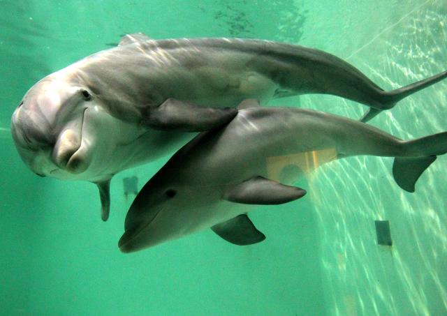 FILED - 17 October 2011, North Rhine-Westphalia, Duisburg: Doerte, the little bottlenose dolphin offspring, swims with mother Delphi in her pool at Duisburg Zoo. Photo: Roland Weihrauch/dpa